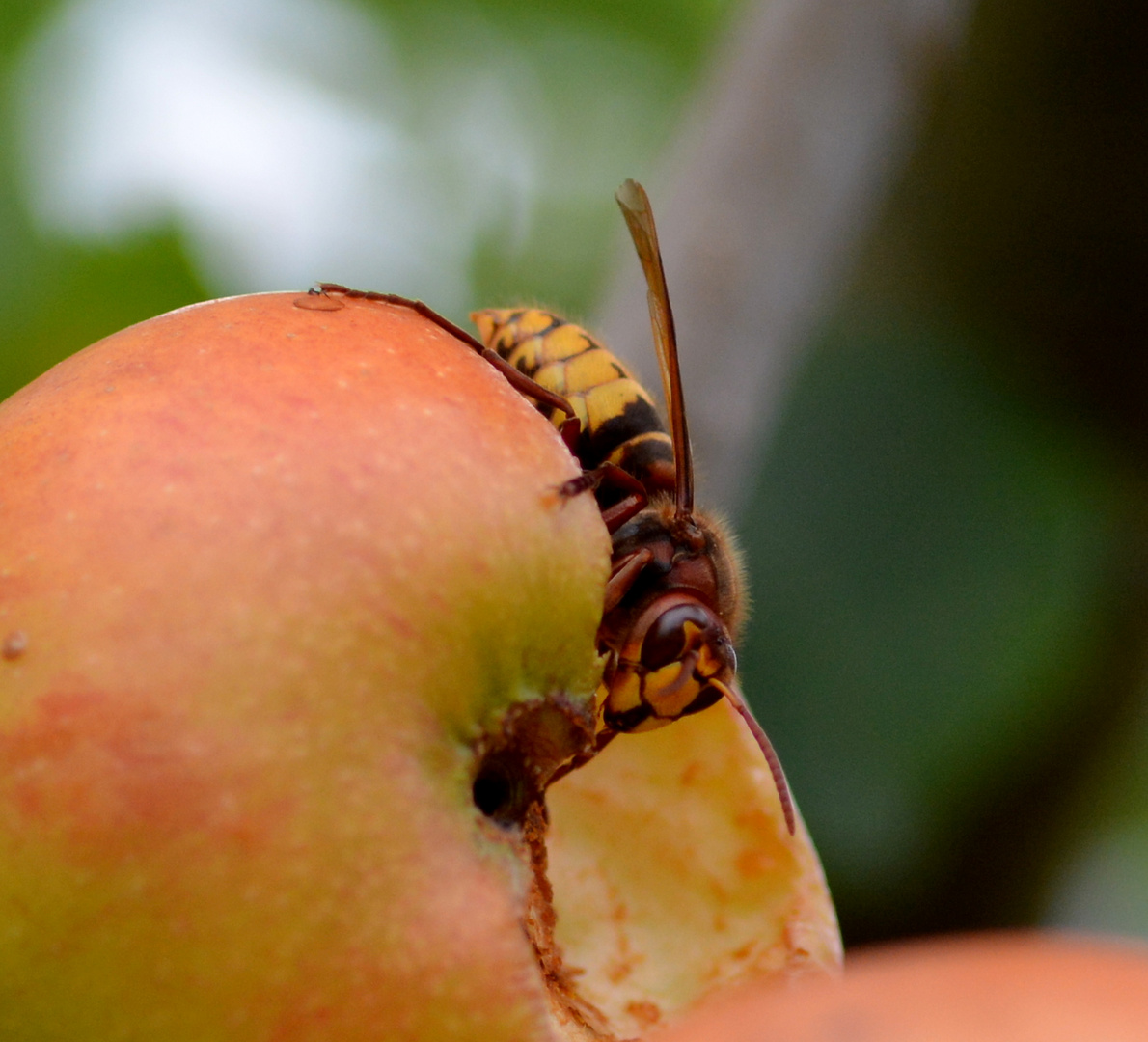 hornissen im garten