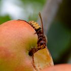 hornissen im garten