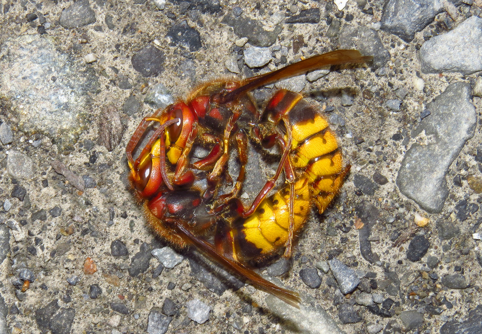 Hornissen Gegen Wespen