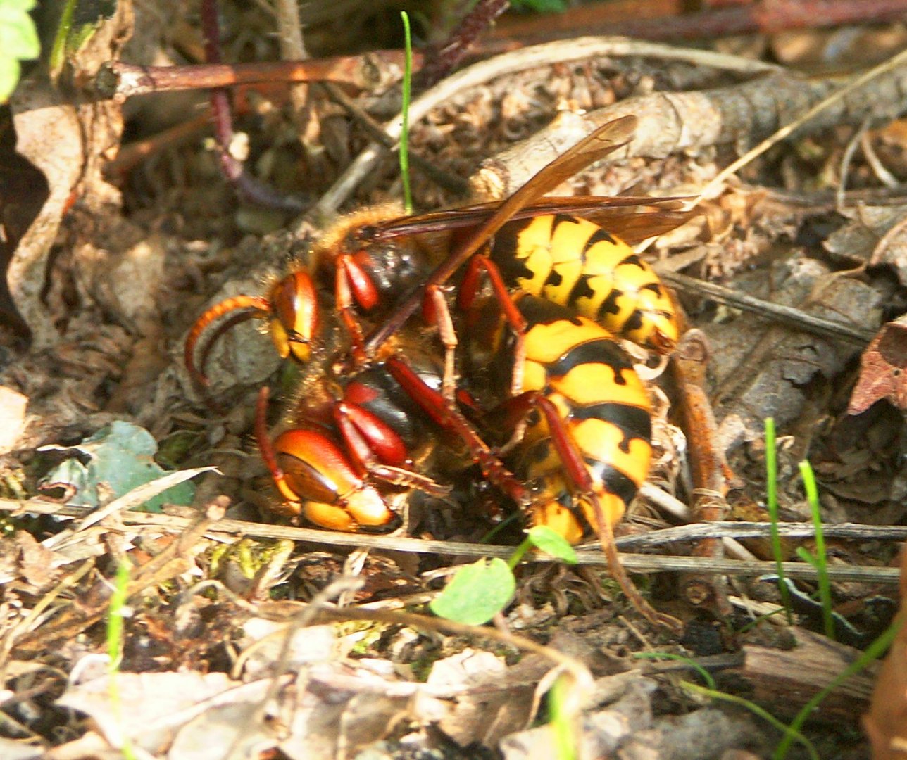 Hornissen Königin Drohn