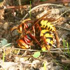 Hornissen Königin Drohn