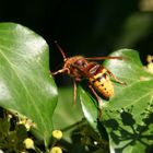 Hornissen lieben Efeu