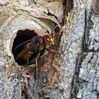 Hornissen Nest