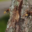Hornissen Nest im Birnenbaum