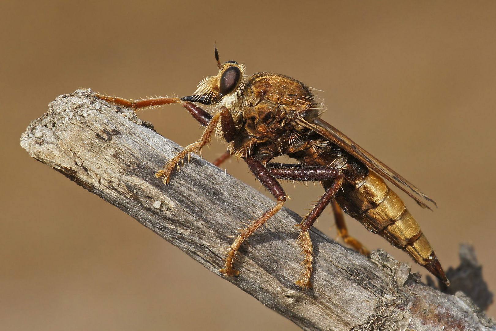 Hornissen-Raubfliege (Asilus crabroniformis)