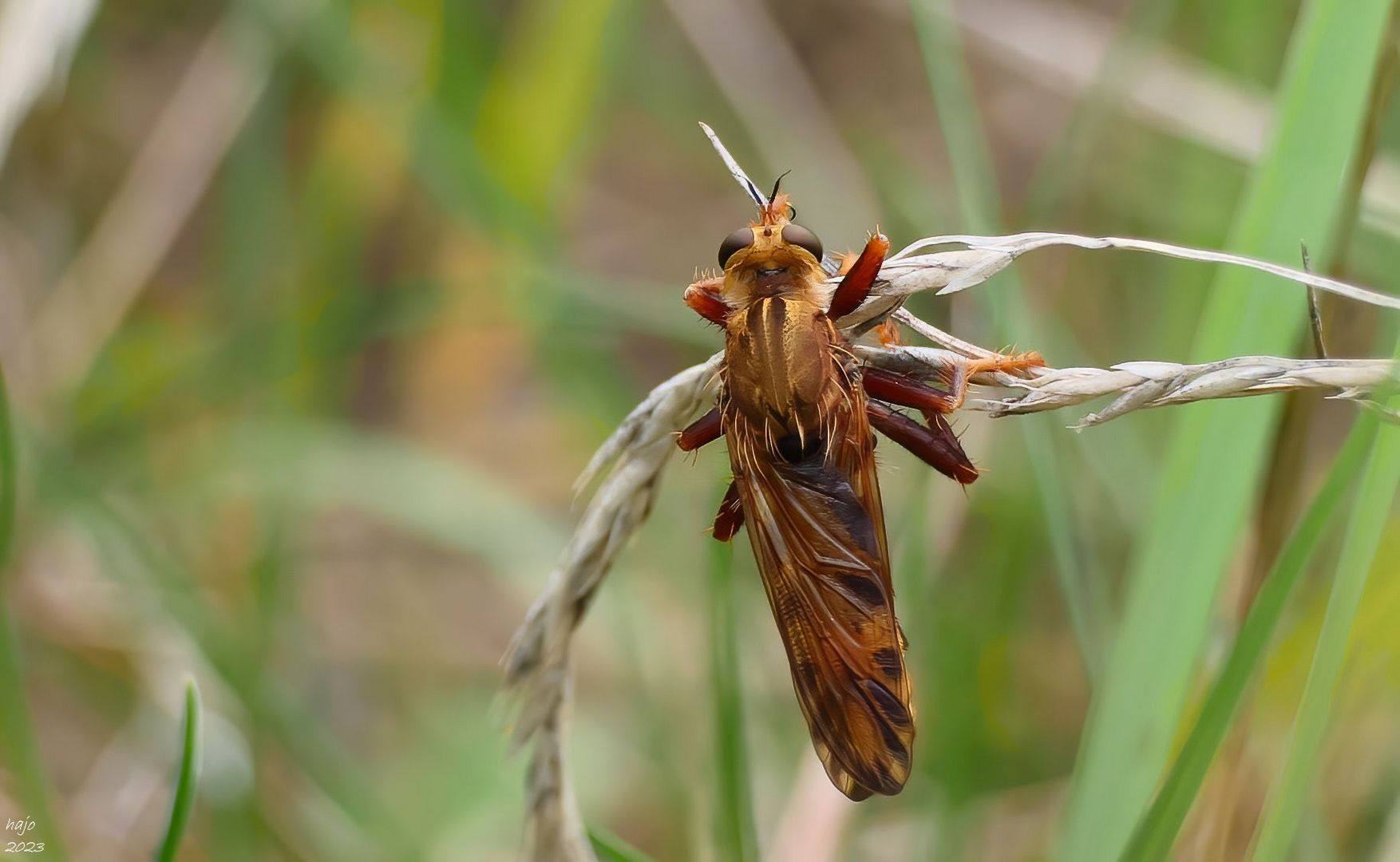 *  Hornissen-Raubfliege (Asilus crabroniformis) *