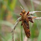 *  Hornissen-Raubfliege (Asilus crabroniformis) *