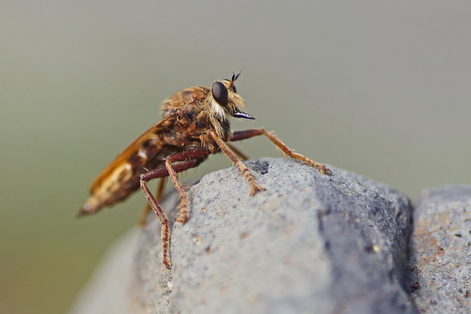 Hornissen-Raubfliege (Asilus crabroniformis)