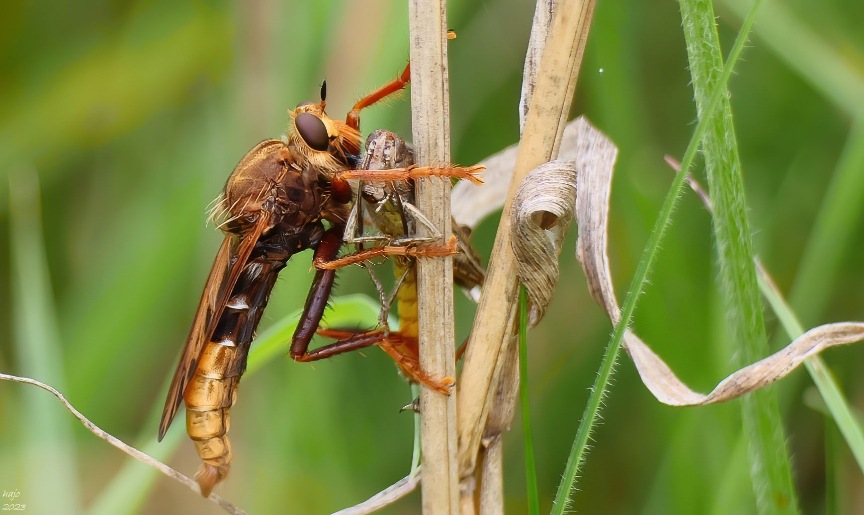 *  Hornissen-Raubfliege (Asilus crabroniformis) *