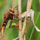 *  Hornissen-Raubfliege (Asilus crabroniformis) *