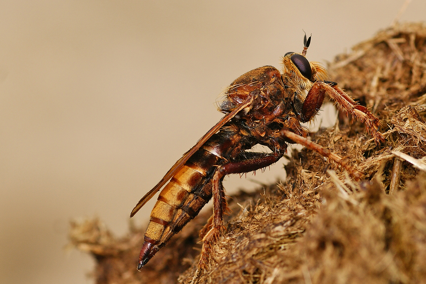 Hornissen-Raubfliege (Asilus crabroniformis), Weibchen