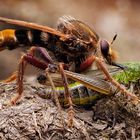 Hornissen Raubfliege (Asilus crabroniformis)mit Beute