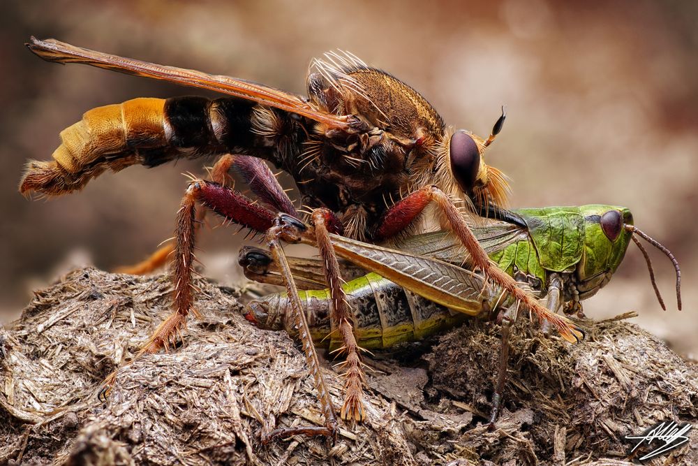 Hornissen Raubfliege (Asilus crabroniformis)mit Beute