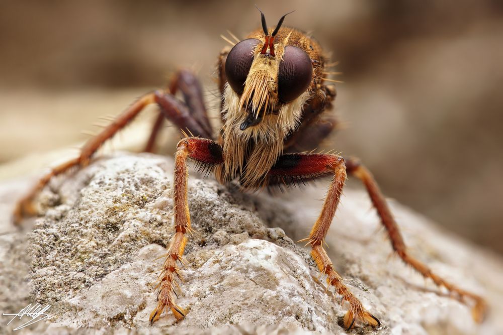  Hornissen-Raubfliege auf der Lauer