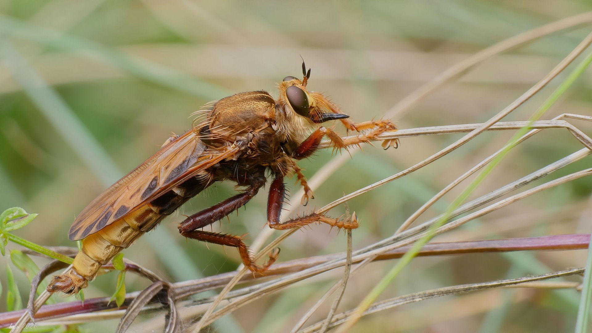 * Hornissen-Raubfliege *