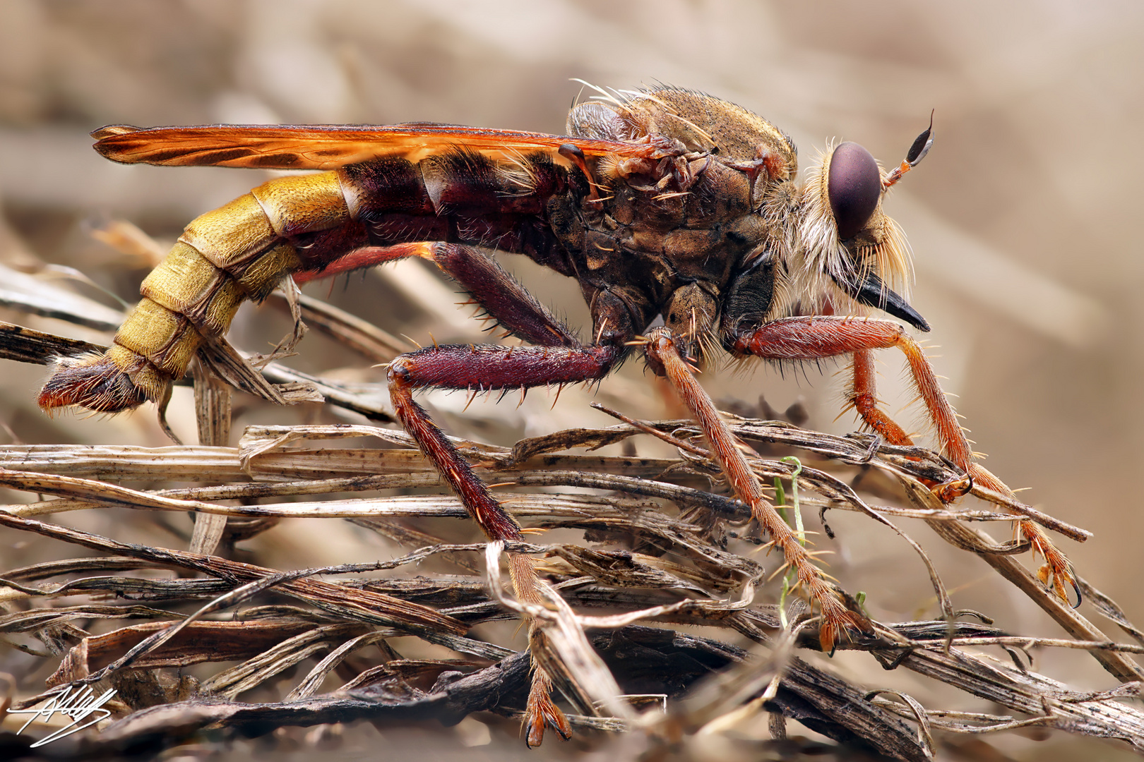 Hornissen Raubfliege (Männchen)