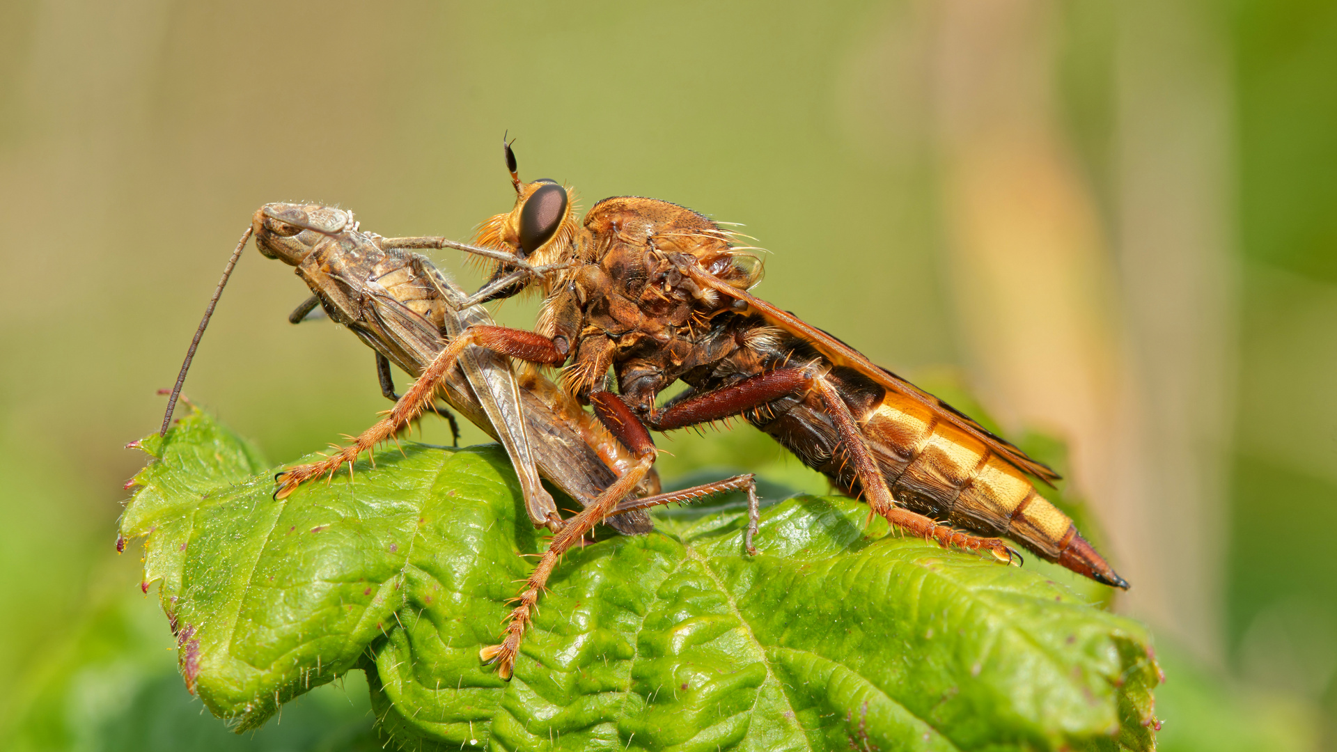 Hornissen-Raubfliege mit Beute