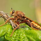 Hornissen-Raubfliege mit Beute