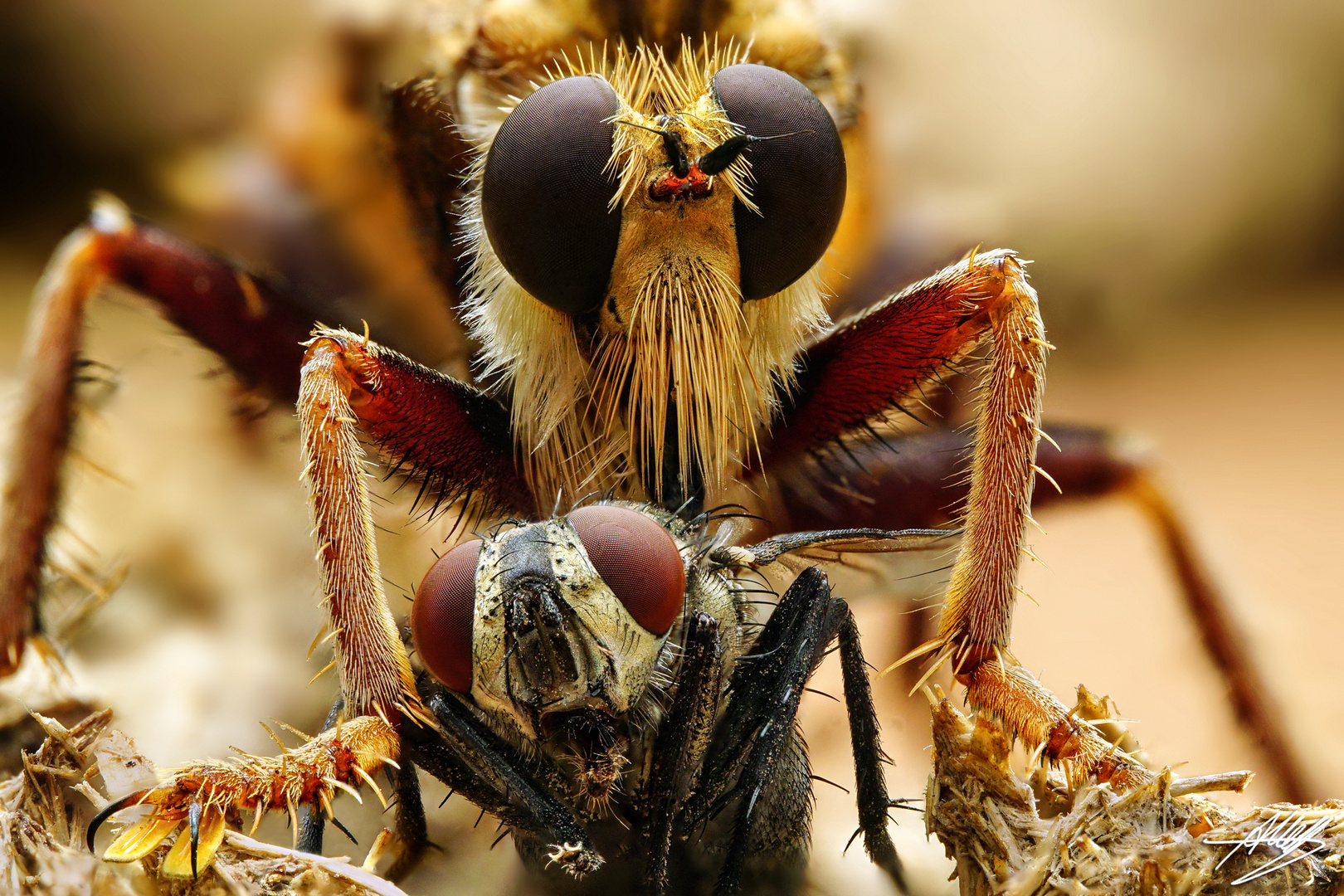 Hornissen-Raubfliege mit Beute