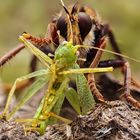 Hornissen-Raubfliege mit Beute