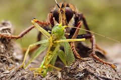 Hornissen-Raubfliege mit Beute