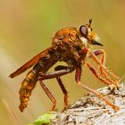 Hornissen-Raubfliege Stackaufnahme