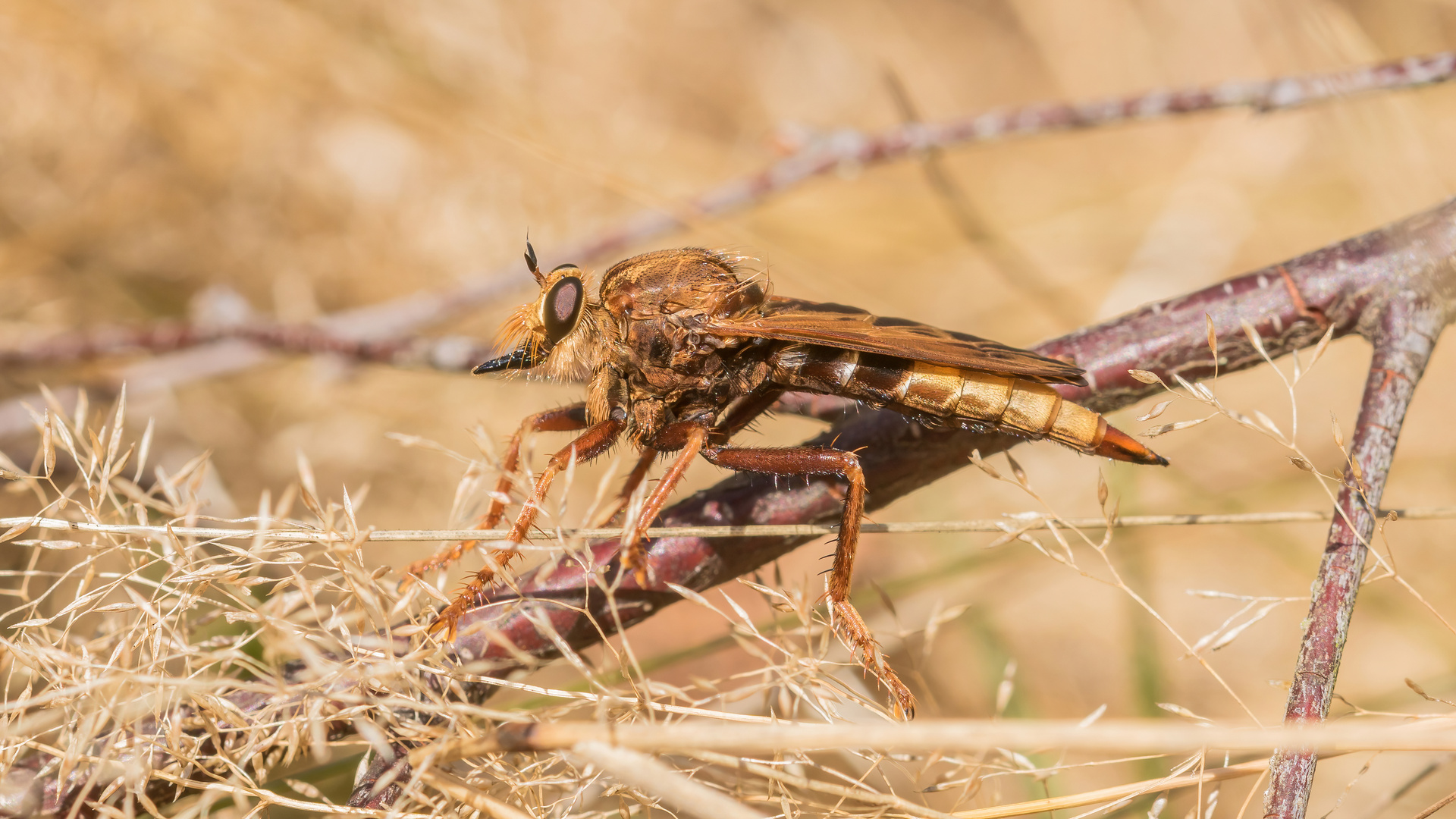 Hornissen-Raubfliege Weibchen