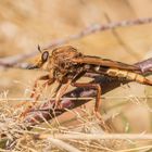 Hornissen-Raubfliege Weibchen