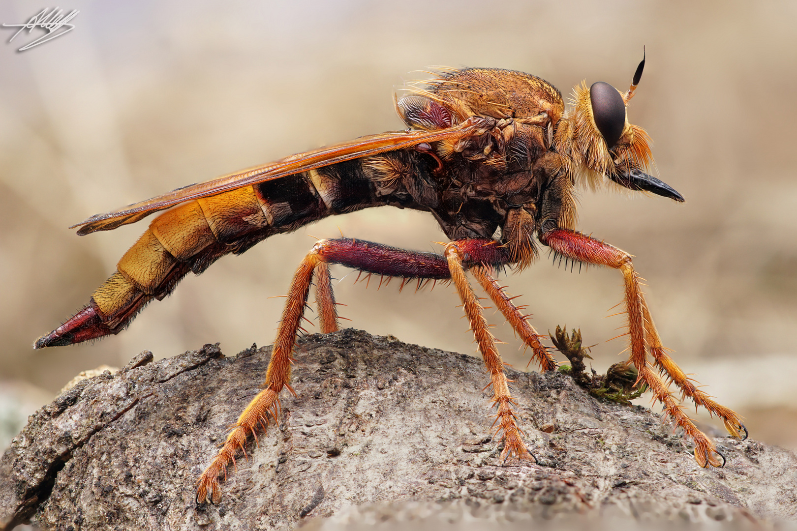 Hornissen-Raubfliegen Weibchen (Asilus crabroniformis)