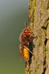 Hornissen-Ruhe