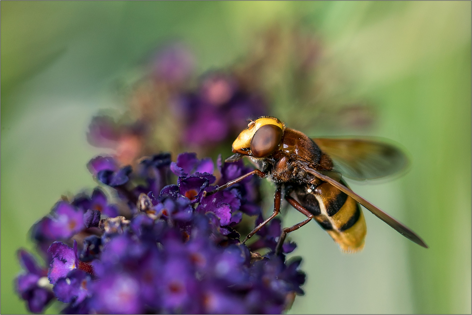 Hornissen Schwebefliege