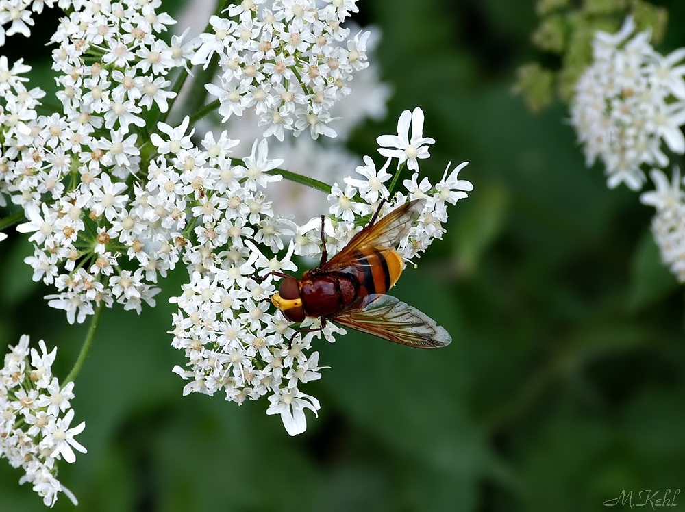 Hornissen Schwebefliege 