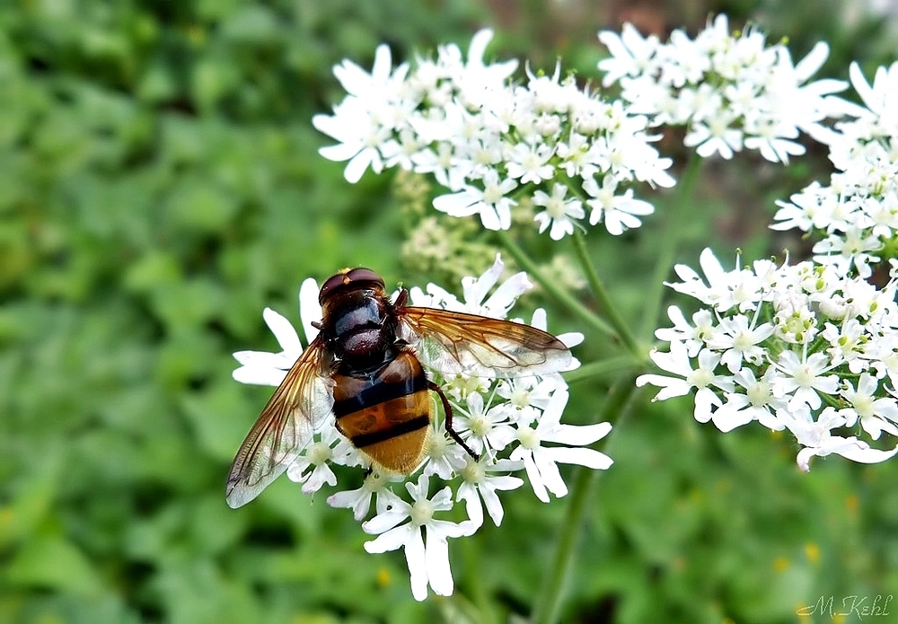 Hornissen Schwebefliege eine echte Schönheit