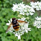 Hornissen Schwebefliege eine echte Schönheit