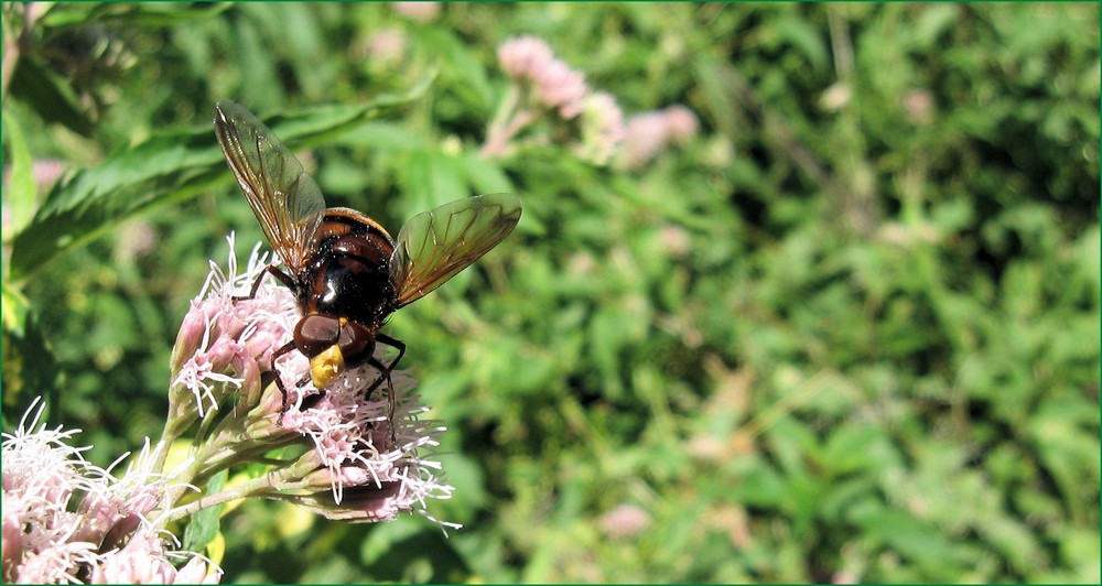 Hornissen Schwebefliege wenn ich nicht irre... ;)