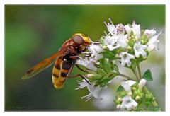 Hornissen- schwebfliege