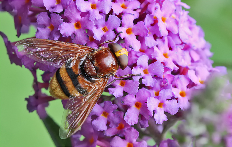 Hornissen-Schwebfliege