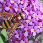 Hornissen-Schwebfliege