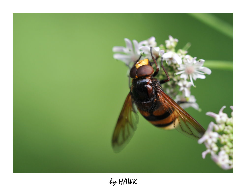 Hornissen-Schwebfliege