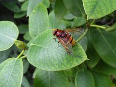 Hornissen Schwebfliege