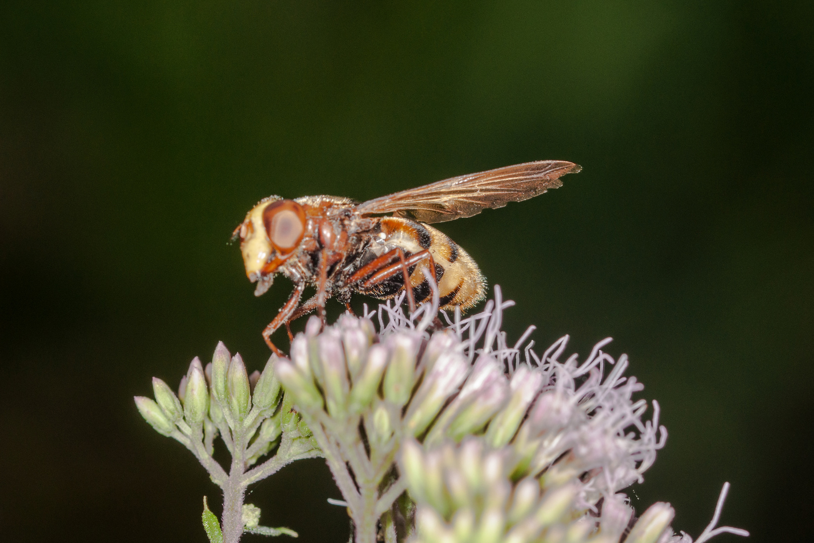 Hornissen-Schwebfliege 77085