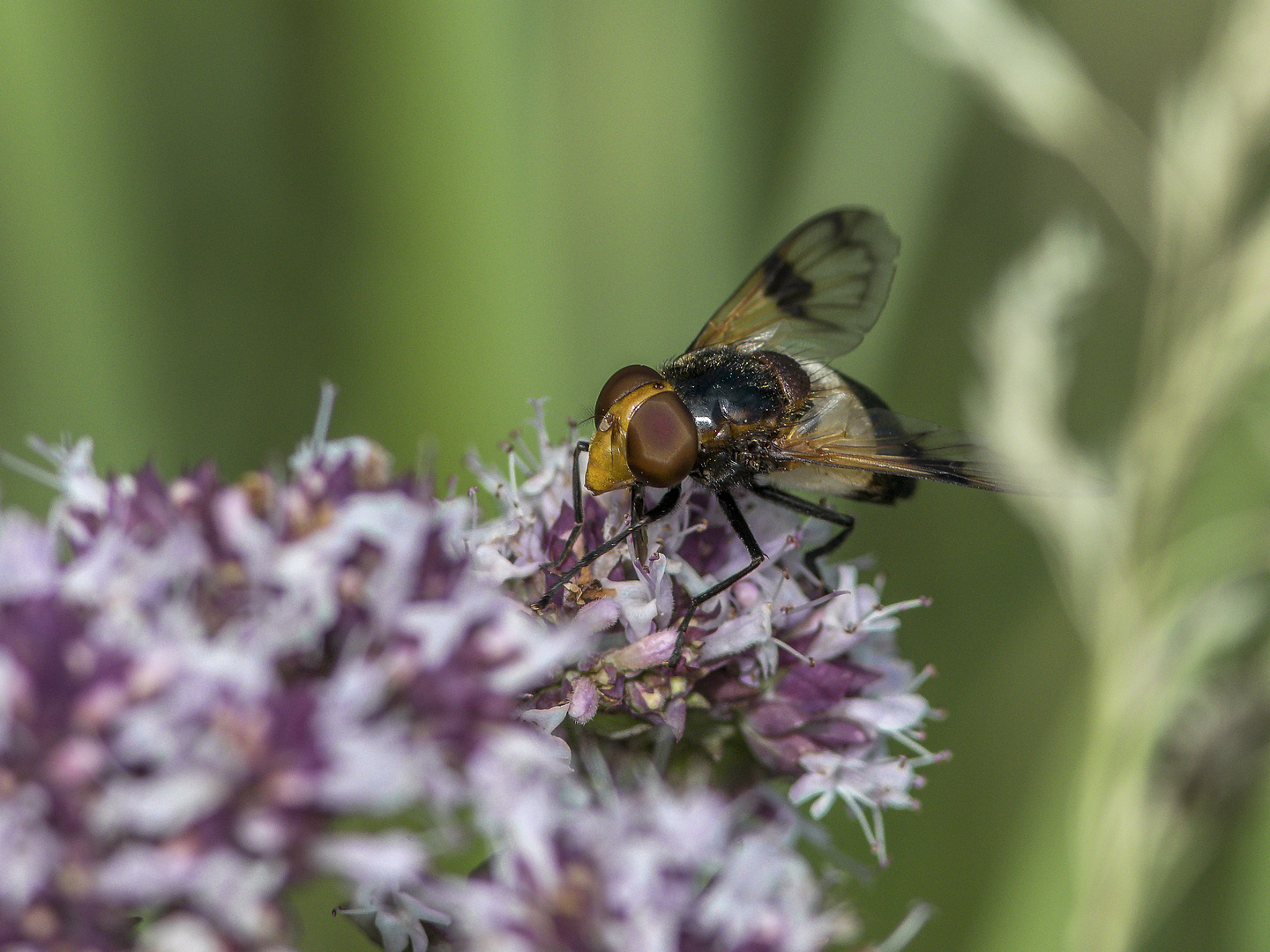 Hornissen-Schwebfliege ?