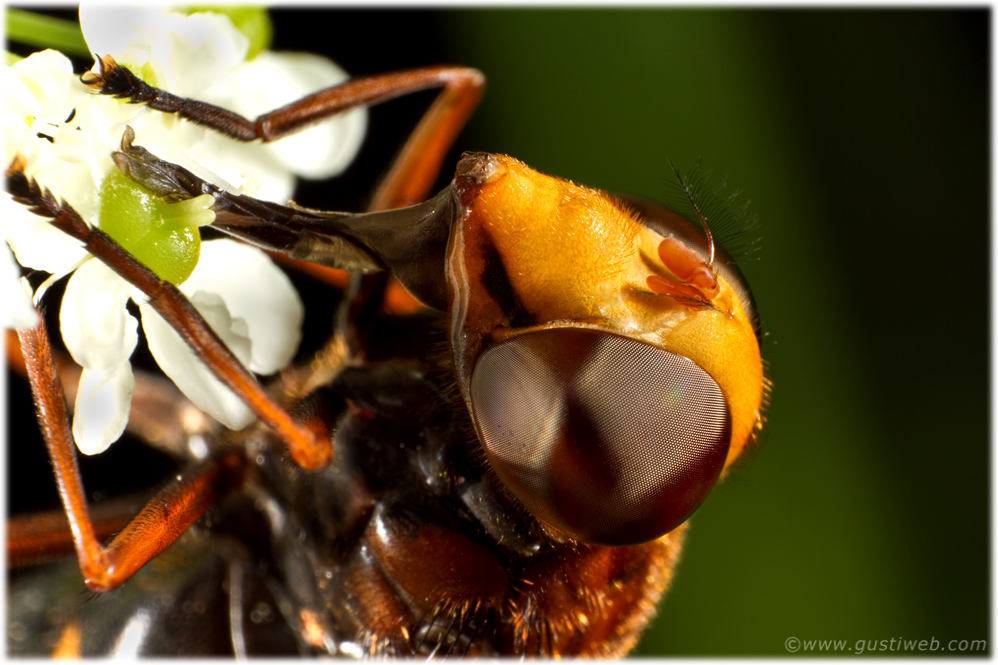 Hornissen- Schwebfliege