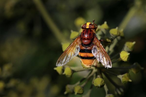 Hornissen-Schwebfliege