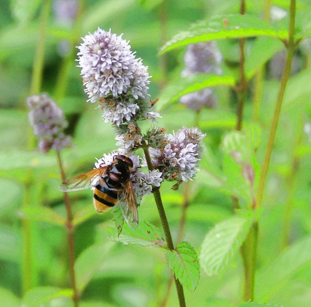 Hornissen-Schwebfliege