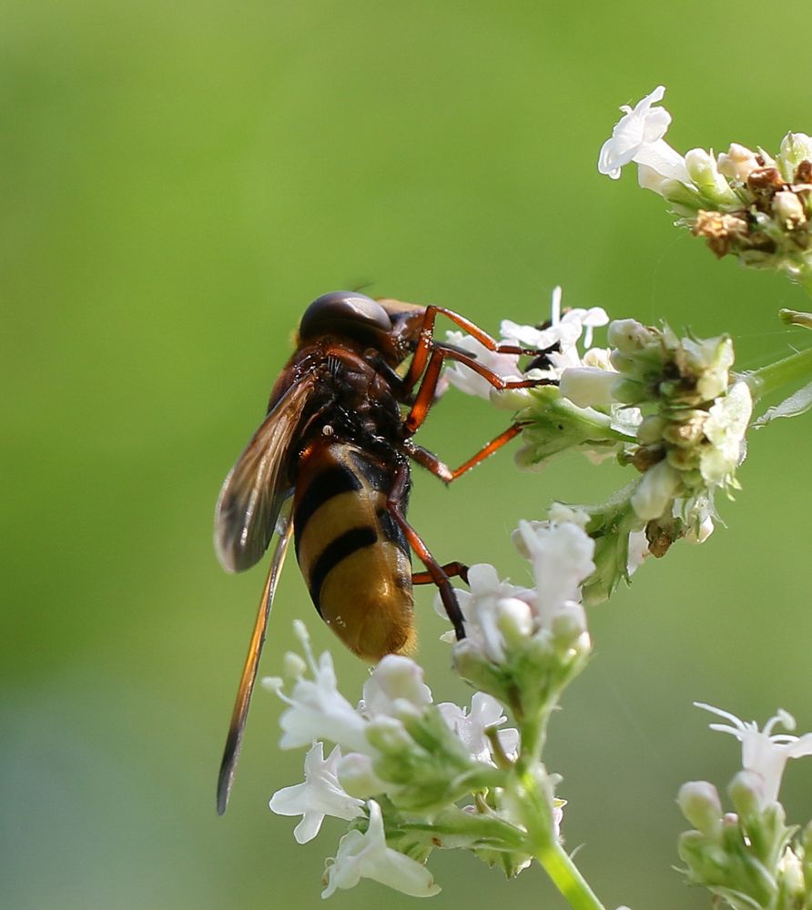 Hornissen-Schwebfliege 