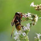 Hornissen-Schwebfliege 