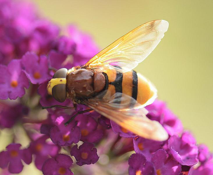 Hornissen-Schwebfliege