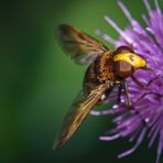 Hornissen - Schwebfliege