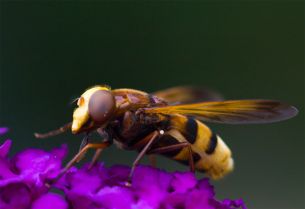 Hornissen-Schwebfliege (Volucella zonaria)